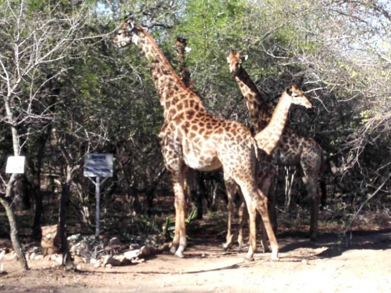 Wielewaal Bush Lodge Marloth Park Exterior photo