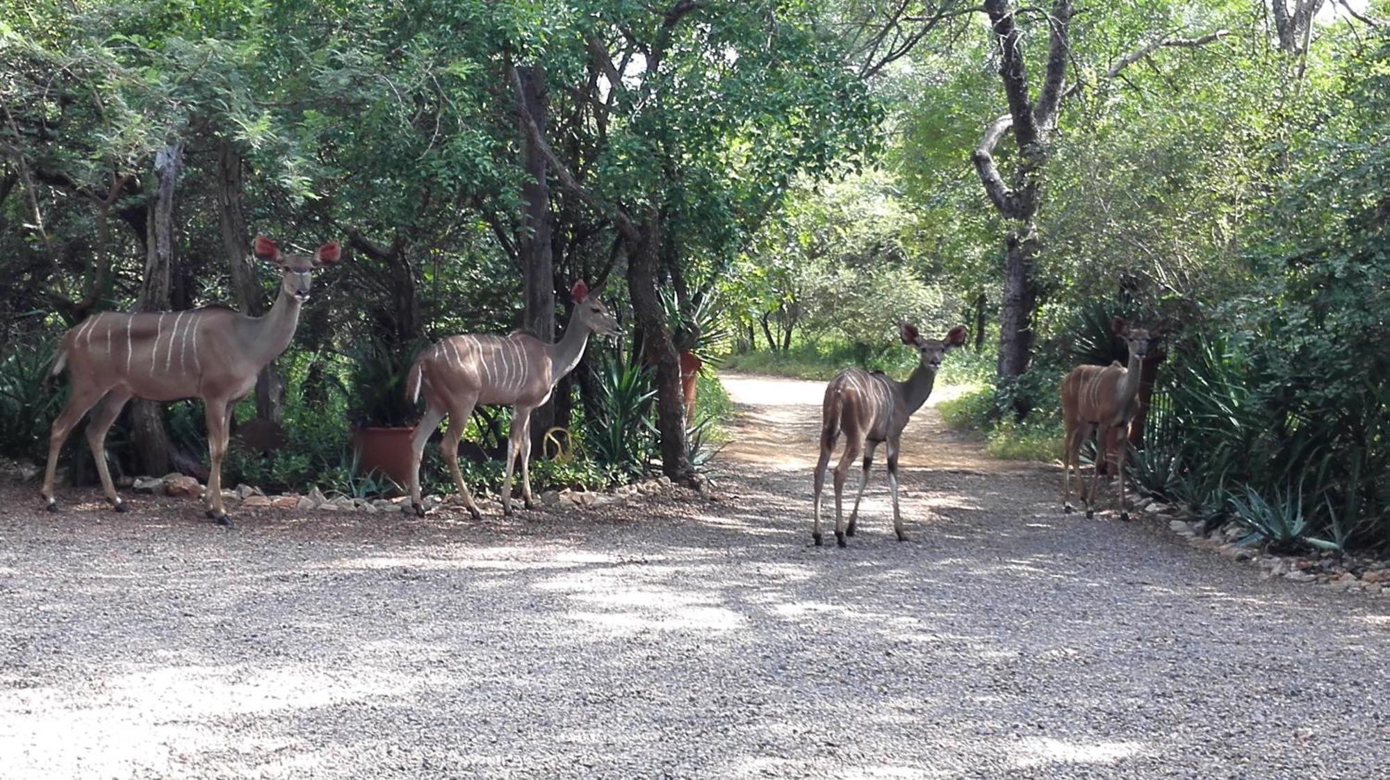 Wielewaal Bush Lodge Marloth Park Exterior photo